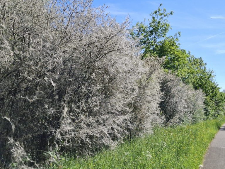 Spookachtige bomen door Spinselmot