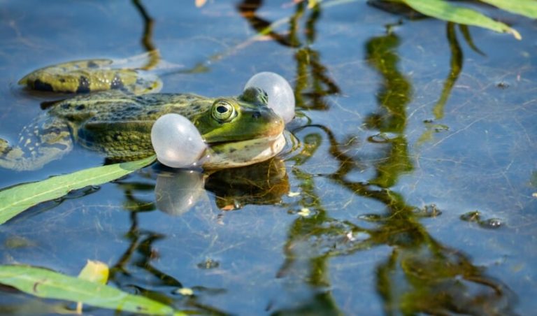 Jaarrapportage waterkwaliteit: water vol met leven, maar toestand niet overal goed 