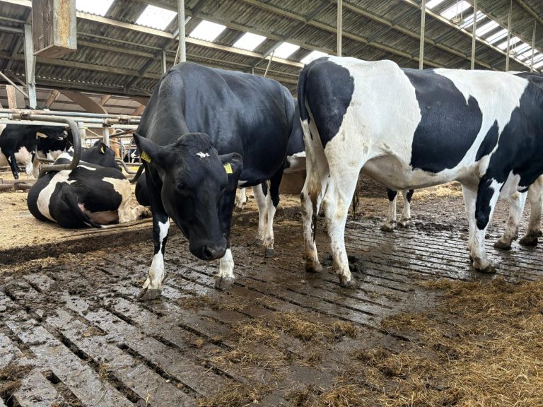 Campina Open Boerderijdagen wederom in Moordrecht