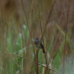 blauwborst