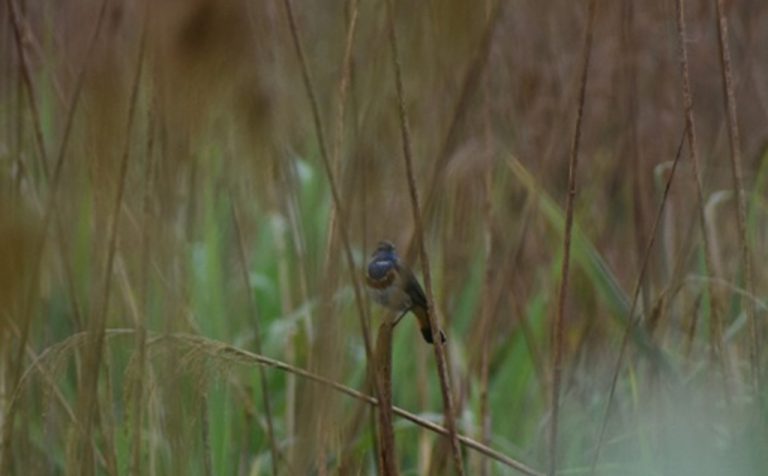 De oogst van de BioBlitz Rottemeren 2025: 662 soorten