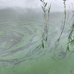 Blauwalg in de Willem-Alexanderbaan  –  Foto Jolanda Bakker