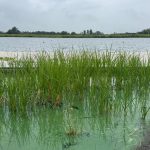 Blauwalg in de Willem-Alexanderbaan  –  Foto Jolanda Bakker