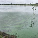Blauwalg in de Willem-Alexanderbaan  –  Foto Jolanda Bakker