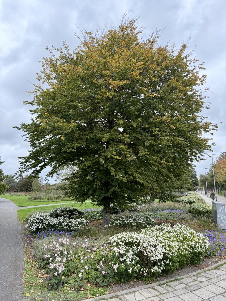 Bückeburgpark