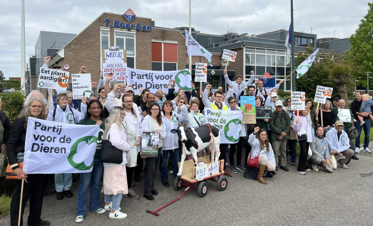 Partij voor de Dieren protesteert tegen kalverslachterij: “Liever een dak boven je hoofd dan een biefstuk op je bord”