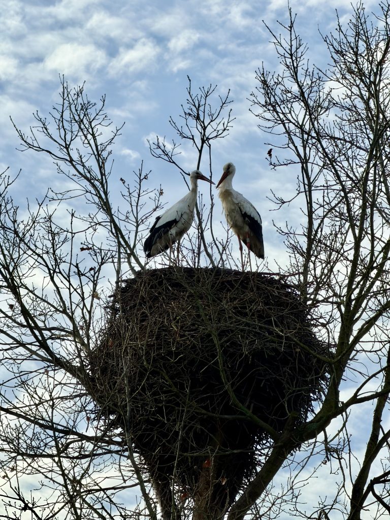 Ooievaars in Parc de IJsselhoeve