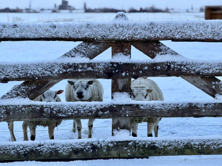 Schapen in de sneeuw