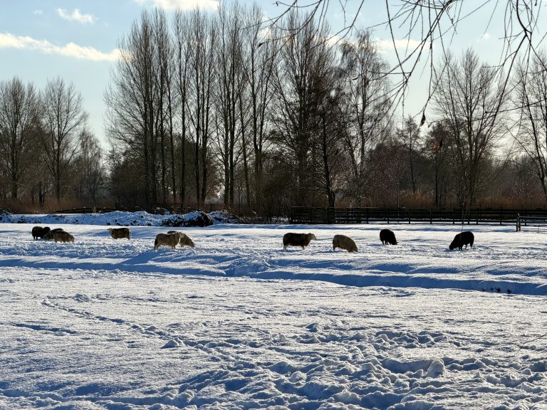 Schapen in de sneeuw