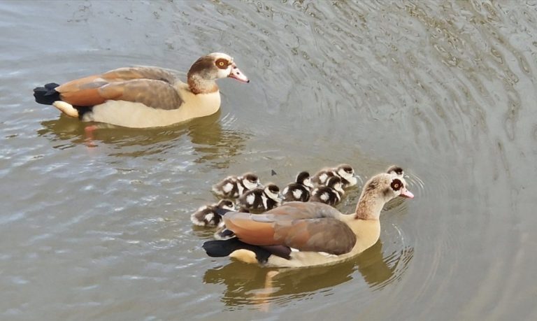 Is de lente in de ringvaart al begonnen?