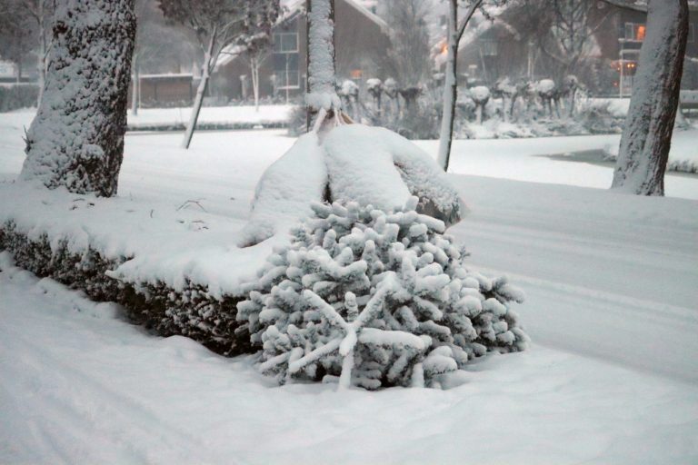 Kerstbomen later ingezameld en meer updates over afval