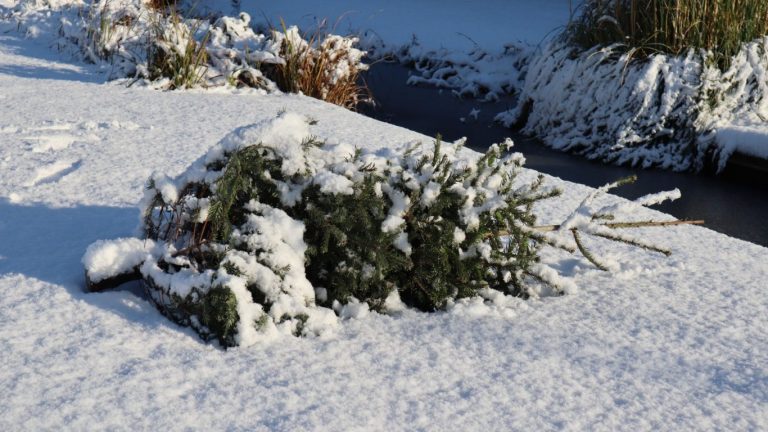 Kerstbomen inzameling in Zuidplas gaat niet door