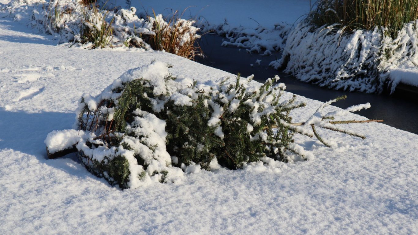 Kerstbomen inzameling in Zuidplas gaat niet door