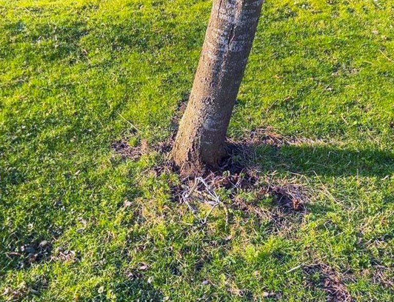 Dierenklemmen Groene Hartpark blijken verplaatste muskusratklemmen