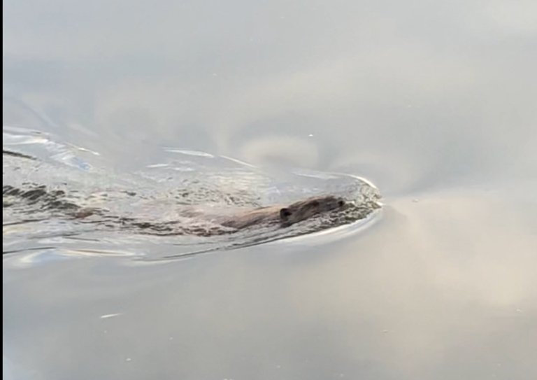 Bever in de Ringvaart Zevenhuizen gespot (video)