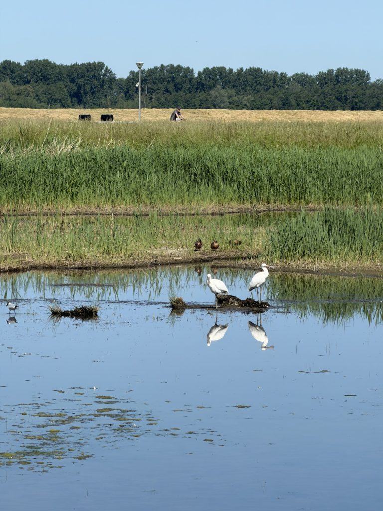 Lepelaars bij Zevenhuizerplas