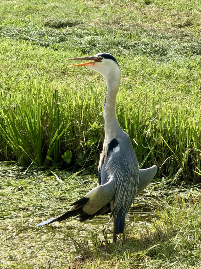 Reiger in Hitland