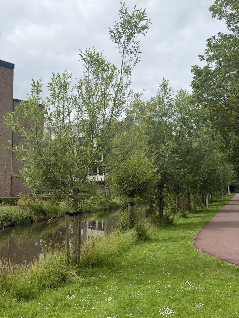 Jonge knotwilgen langs Kleuterpad, gaan weer generaties mee