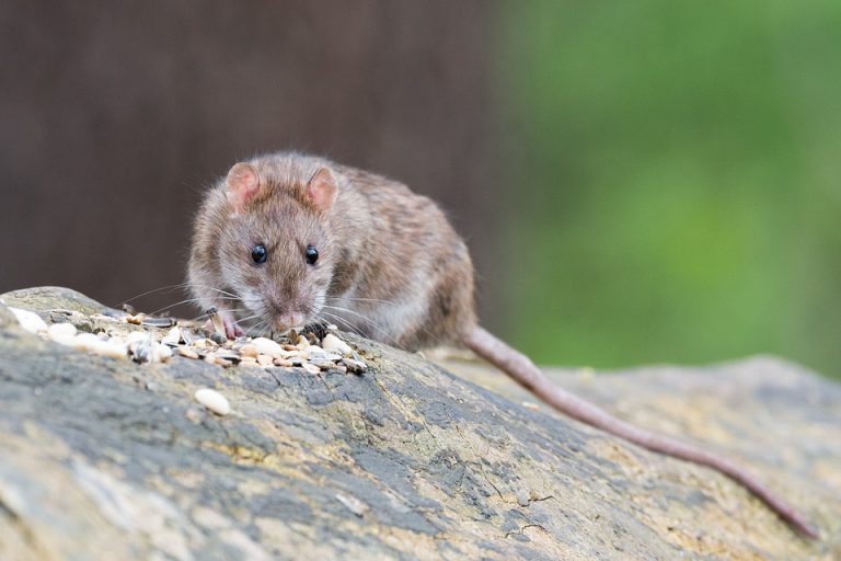 Ratten probleem nu ook in Capelle aan den IJssel