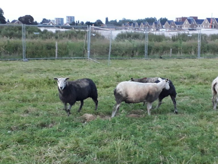 Persoon in drijfzand blijkt vijftal schapen in sloot bij Moordrecht te zijn